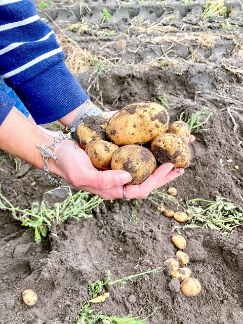 Kartoffeln buddeln Gut Wulksfelde